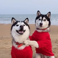 向子弹飞（哈士奇）