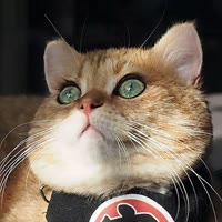 火鸡面加酸辣粉