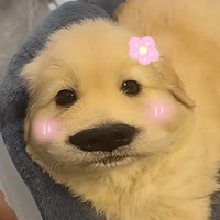 鸡毛小莫