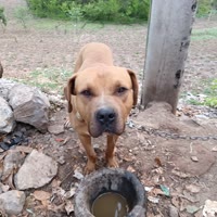 蓝班？普洛特猎犬！