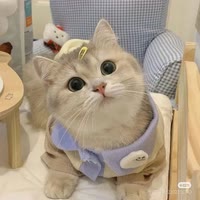 猫猫又逢春