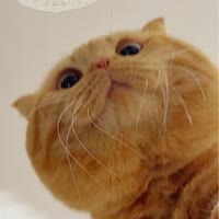 两口吃一头小猪