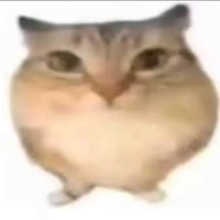 囊囊囊😡😡😡