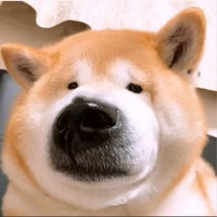 老实人狗子⭐（李信）