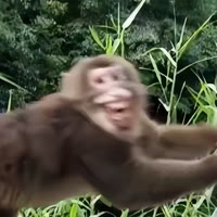 林三岁（黑化中）